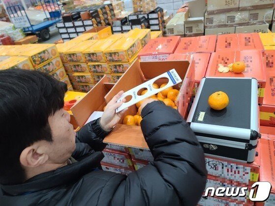 본문 이미지 - 제주자치경찰이 도매시장에 출하된 감귤의 규격을 살펴보고 있다.(제주자치경찰단 제공)