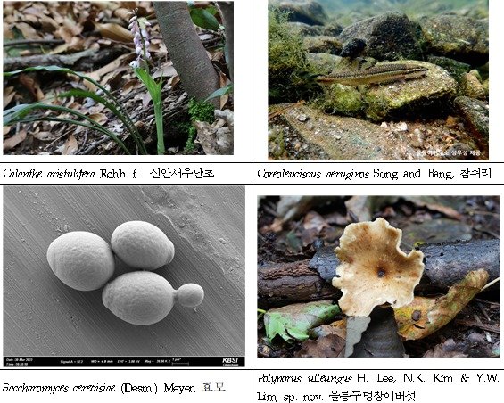 본문 이미지 - 주요 생물종 사진.(국립생물자원관 제공)