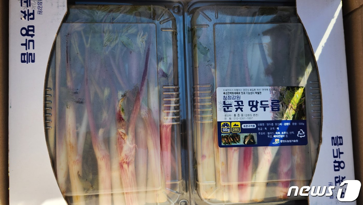 본문 이미지 - 미국 LA에 시범수출되는 땅두릅 ‘백미향’.(강원도농업기술원 제공)