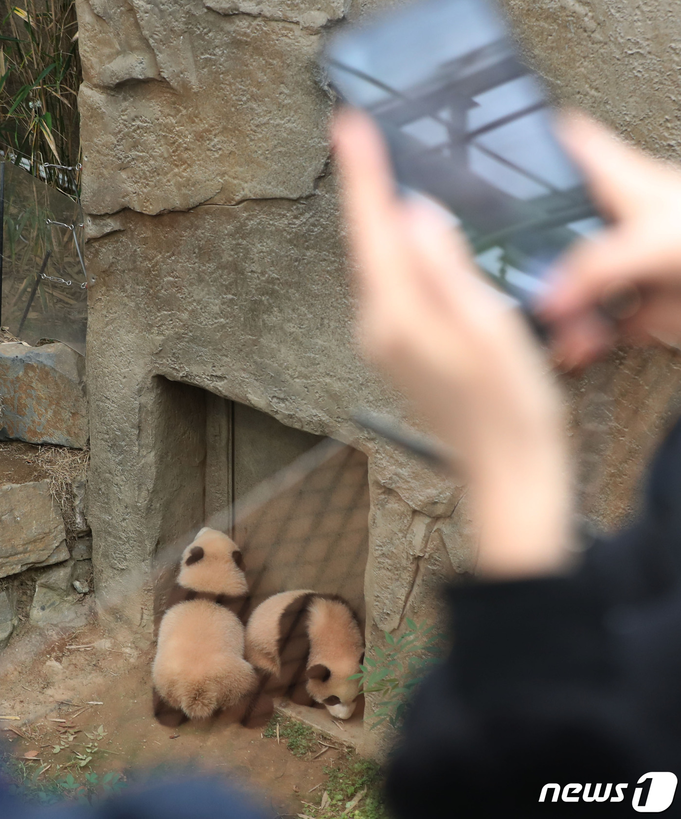 (용인=뉴스1) 김영운 기자 = 쌍둥이 아기 판다 루이바오와 후이바오가 일반에 공개된 날인 4일 오전 경기 용인시 에버랜드 판다월드에서 관람객들이 쌍둥이 아기 판다를 관람하고 있다 …