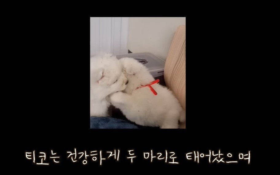 본문 이미지 - ('사모예드 티코' 갈무리)