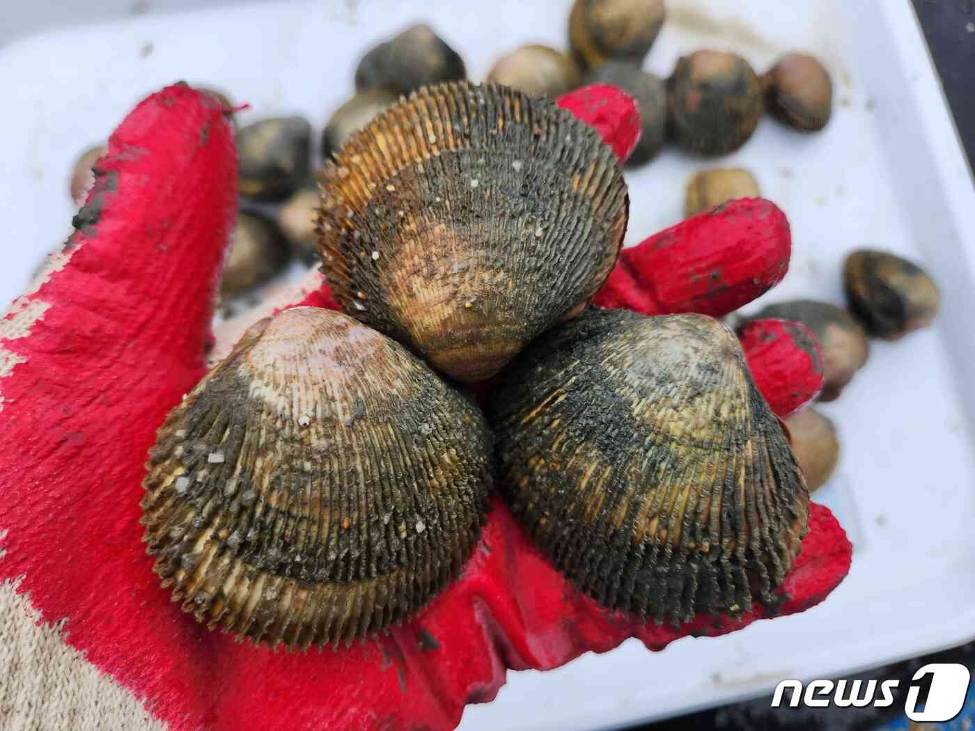 전남해양수산과학원