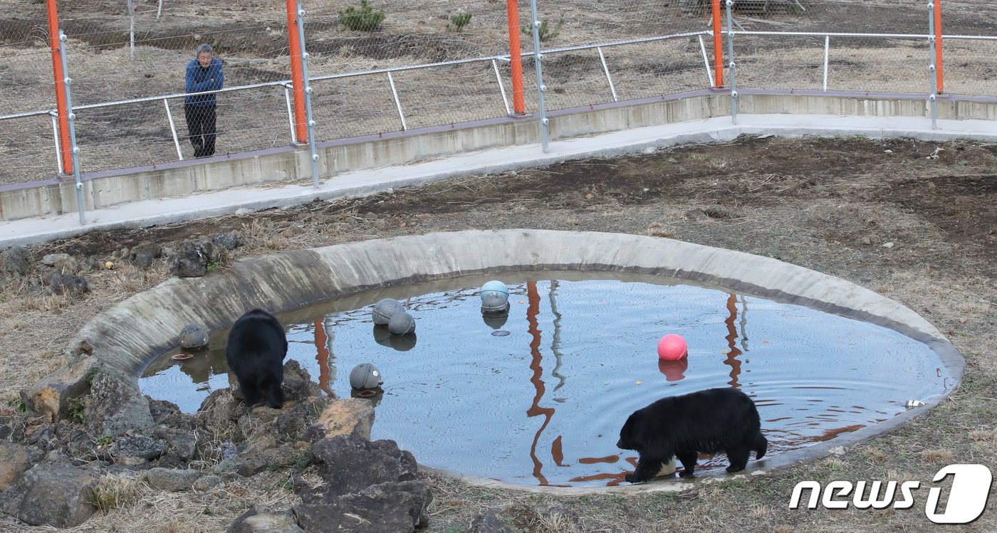 본문 이미지 - 지난달 제주로 이주한 멸종위기 반달가슴곰들이 현지 적응을 마치고 5일 오전 제주 서귀포시 성산읍 자연생태공원 생태학습장에서 놀고 있다. 생태공원과 제주도 측은 다음주쯤 반달가슴곰을 일반인들에게 정식 공개할 계획이다. 2024.1.5/뉴스1 ⓒ News1 오현지 기자