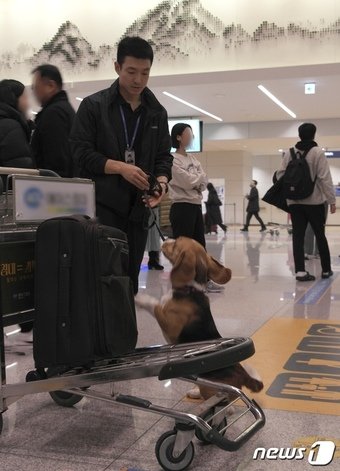 본문 이미지 - 태원영 팀지요원과 검역탐지견 백두가 도착장에서 검역을 진행 중이다. 탐지견은 대상을 찾으면 조용히 앞에 앉고 탐지에 성공하면 간식을 보상으로 받는다. 2023.12.06/뉴스1 ⓒ News1 금준혁 기자