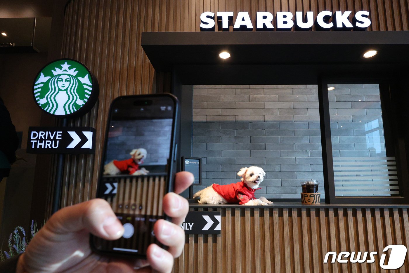 본문 이미지 - 5일 오후 경기 구리시 스타벅스 구리갈매DT점에서 견주와 반려견들이 즐거운 시간을 보내고 있다.. 2024.1.5/뉴스1 ⓒ News1 신웅수 기자