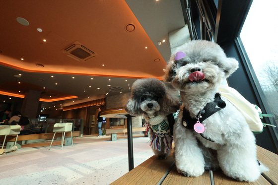 "반려동물 동반출입 음식점 일주일새 2배 이상 증가"