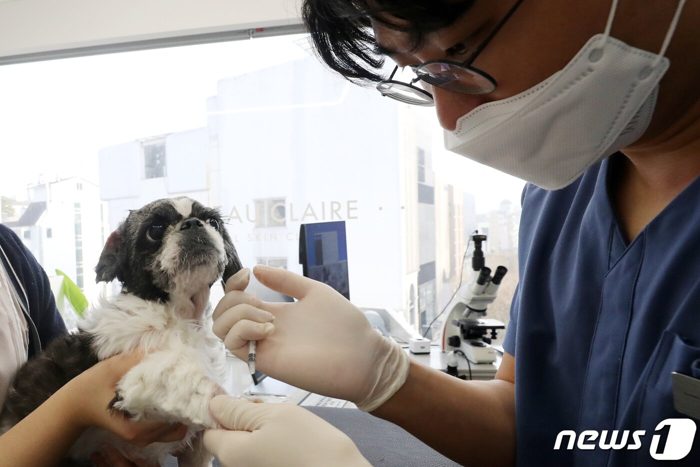 본문 이미지 - 병원에서 치료받는 강아지(사진은 기사 내용과 무관함) / 뉴스1 ⓒ News1