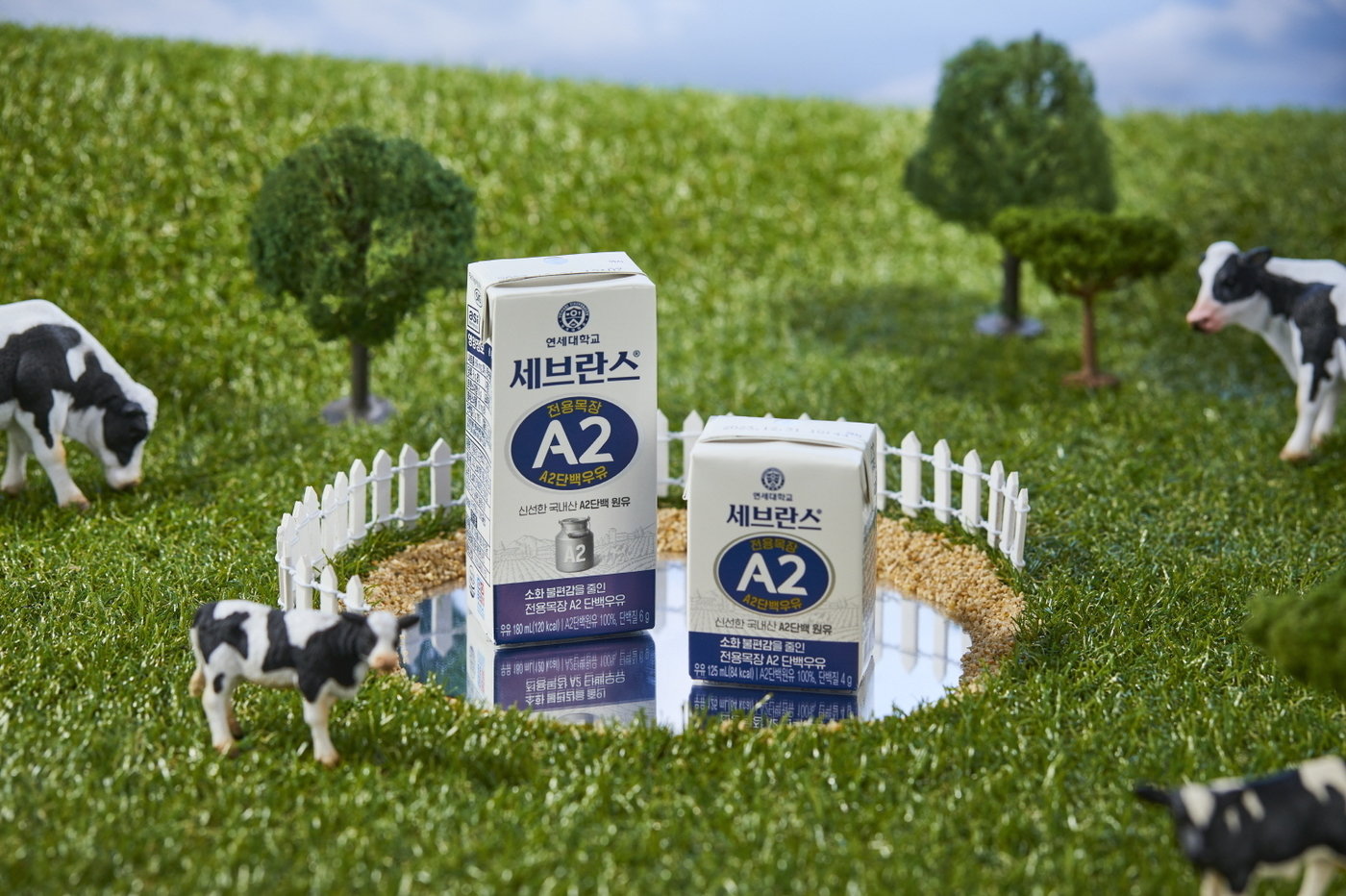 본문 이미지 - (연세유업 제공)