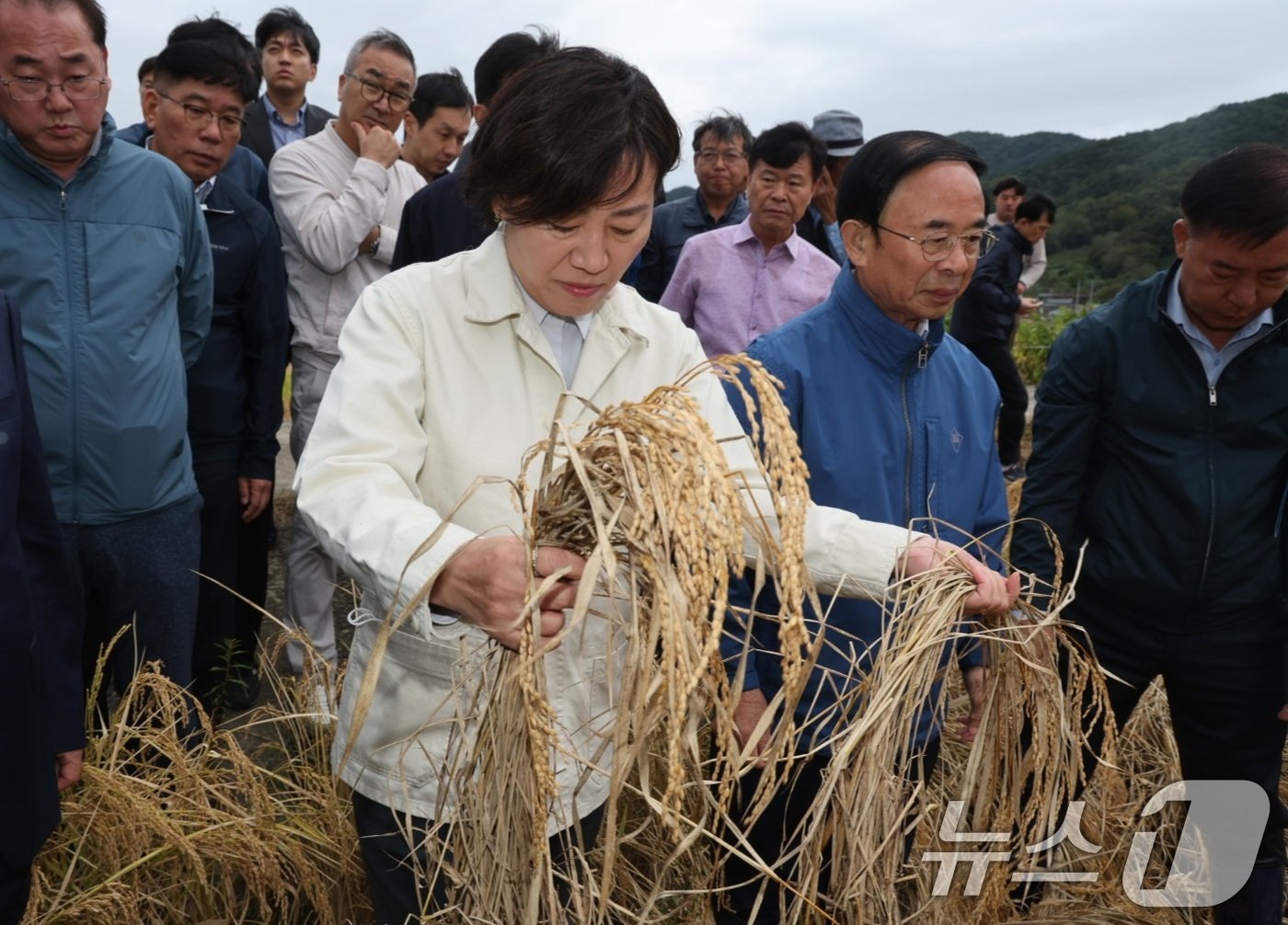 본문 이미지 - 송미령 농림축산식품부 장관이 1일 오후 전북 임실의 벼멸구 피해현장을 방문해 수확기 작황과 피해 상황을 점검하고, 현장의 목소리를 청취하고 있다. (농림축산식품부 제공) 2024.10.1/뉴스1 ⓒ News1 김진환 기자
