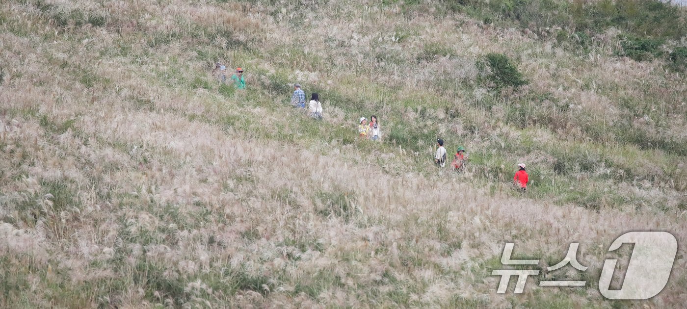 완연한 가을 날씨를 보이는 10일 오전 억새 명소인 제주시 애월읍 새별오름에서 관광객들이 억새길을 따라 걸으며 가을 정취를 즐기고 있다. 2024.10.10/뉴스1 ⓒ News1 오현지 기자