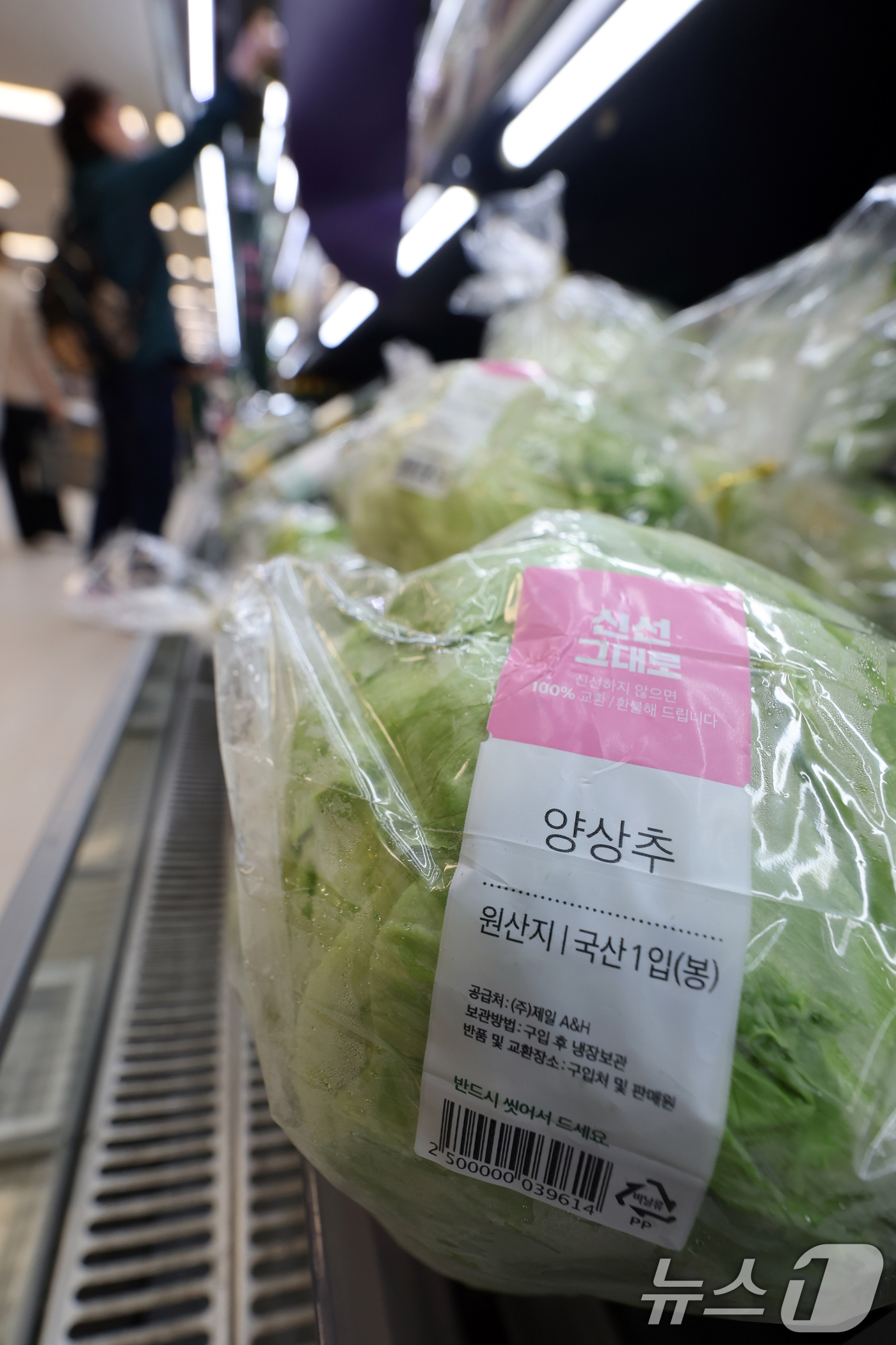 (서울=뉴스1) 황기선 기자 = 김장철을 앞두고 배춧값이 오르면 대체 채소가 인기를 끌고 있다.유통업계에 따르면 지난달 24일부터 이달 7일까지 양배추와 양상추 거래액이 각각 44 …