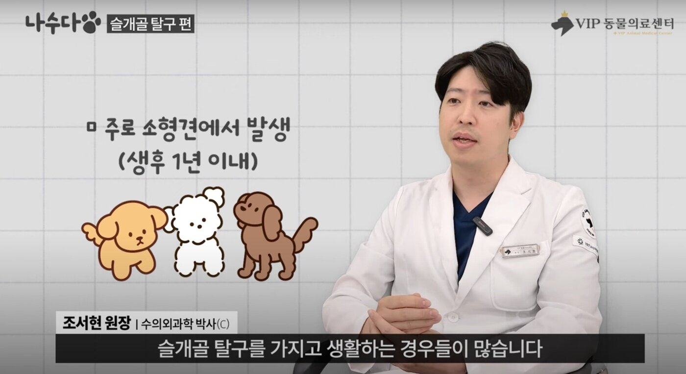 본문 이미지 - 선천적으로 이상이 있는 경우 보통 생후 8~9개월령부터 슬개골 탈구를 갖고 생활한다. (VIP동물의료센터 제공) ⓒ 뉴스1