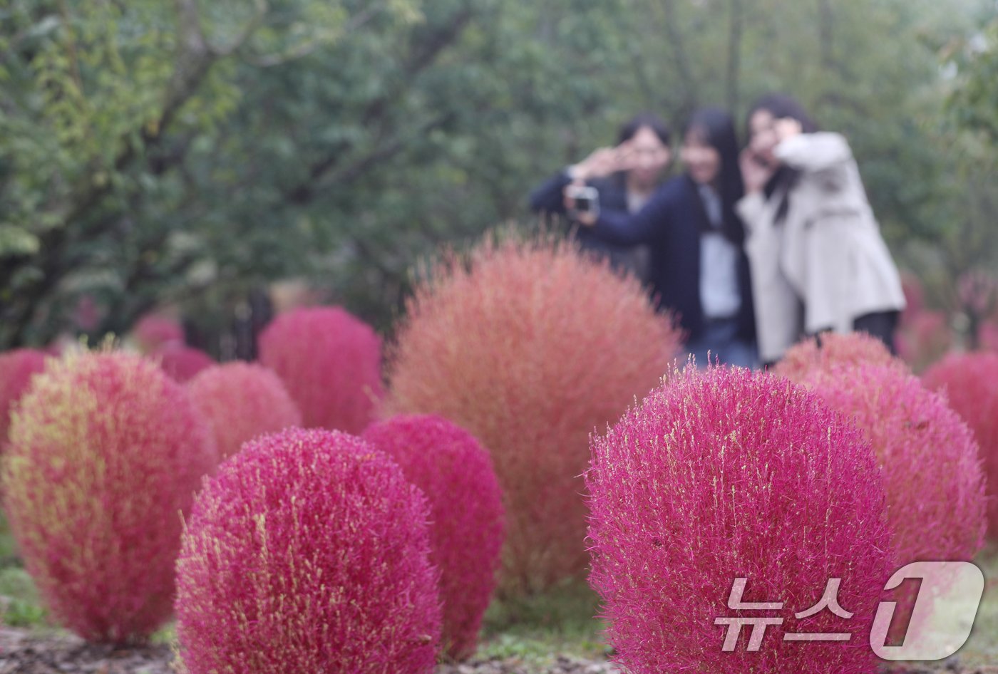본문 이미지 - 완연한 가을 날씨를 보인 11일 오전 경기 용인시 처인구 에버랜드 하늘정원길에 가을을 맞아 코키아(댑싸리)가 붉게 물들어 있다. 2024.10.11/뉴스1 ⓒ News1 김영운 기자