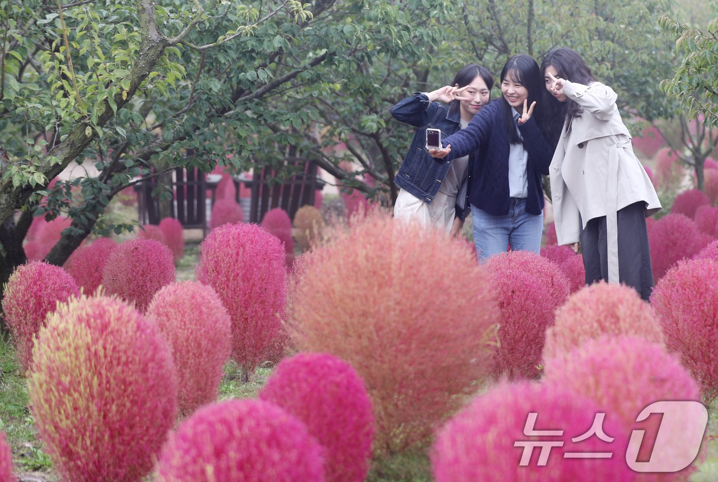 본문 이미지 - 완연한 가을 날씨를 보인 11일 오전 경기 용인시 처인구 에버랜드 하늘정원길에 가을을 맞아 코키아(댑싸리)가 붉게 물들어 있다. 2024.10.11/뉴스1 ⓒ News1 김영운 기자