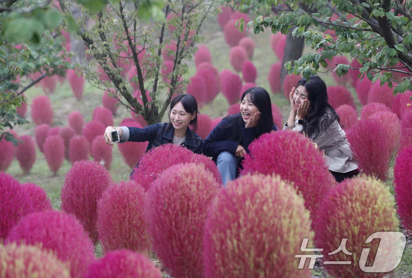 본문 이미지 - 완연한 가을 날씨를 보인 11일 오전 경기 용인시 처인구 에버랜드 하늘정원길에 가을을 맞아 코키아(댑싸리)가 붉게 물들어 있다. 2024.10.11/뉴스1 ⓒ News1 김영운 기자