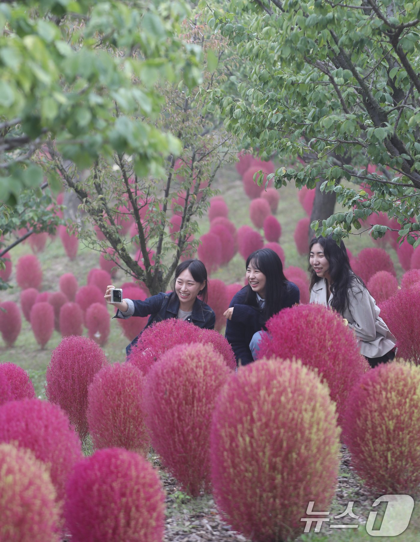 본문 이미지 - 완연한 가을 날씨를 보인 11일 오전 경기 용인시 처인구 에버랜드 하늘정원길에 가을을 맞아 코키아(댑싸리)가 붉게 물들어 있다. 2024.10.11/뉴스1 ⓒ News1 김영운 기자