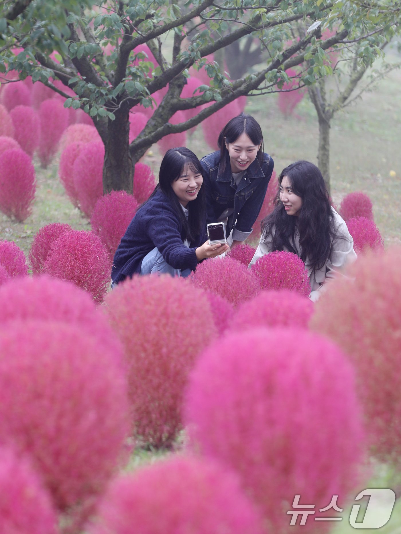 본문 이미지 - 완연한 가을 날씨를 보인 11일 오전 경기 용인시 처인구 에버랜드 하늘정원길에 가을을 맞아 코키아(댑싸리)가 붉게 물들어 있다. 2024.10.11/뉴스1 ⓒ News1 김영운 기자