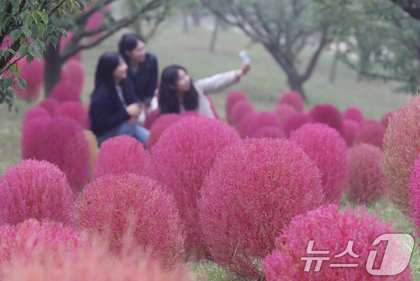 본문 이미지 - 완연한 가을 날씨를 보인 11일 오전 경기 용인시 처인구 에버랜드 하늘정원길에 가을을 맞아 코키아(댑싸리)가 붉게 물들어 있다. 2024.10.11/뉴스1 ⓒ News1 김영운 기자