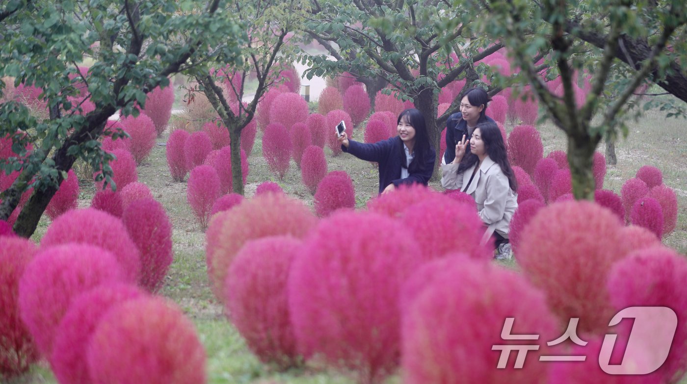 본문 이미지 - 완연한 가을 날씨를 보인 11일 오전 경기 용인시 처인구 에버랜드 하늘정원길에 가을을 맞아 코키아(댑싸리)가 붉게 물들어 있다. 2024.10.11/뉴스1 ⓒ News1 김영운 기자