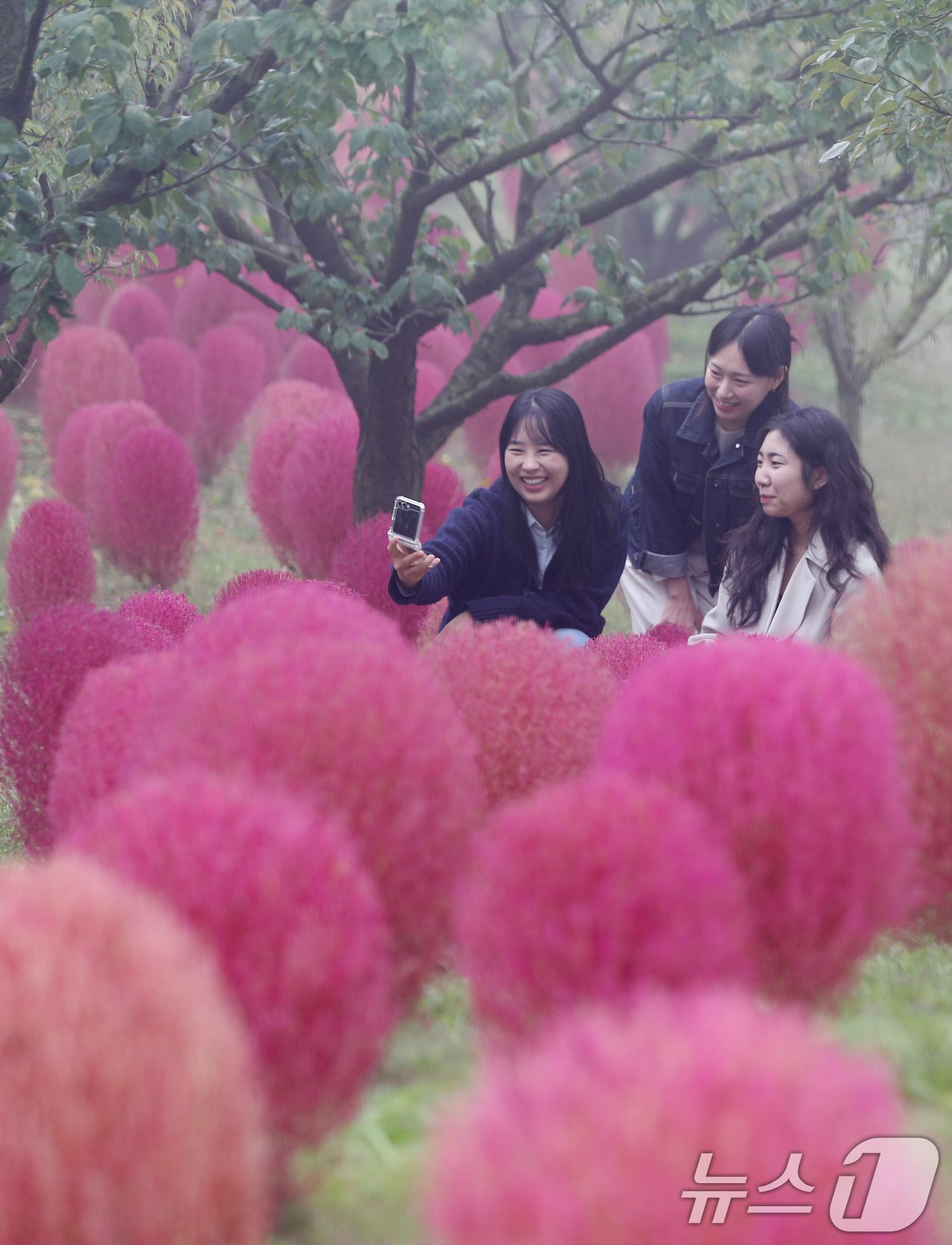 본문 이미지 - 완연한 가을 날씨를 보인 11일 오전 경기 용인시 처인구 에버랜드 하늘정원길에 가을을 맞아 코키아(댑싸리)가 붉게 물들어 있다. 2024.10.11/뉴스1 ⓒ News1 김영운 기자
