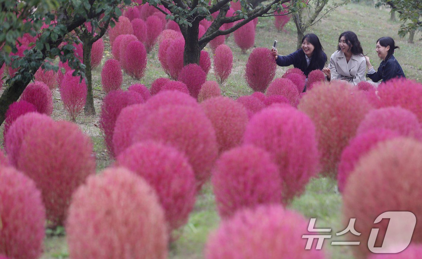 본문 이미지 - 완연한 가을 날씨를 보인 11일 오전 경기 용인시 처인구 에버랜드 하늘정원길에 가을을 맞아 코키아(댑싸리)가 붉게 물들어 있다. 2024.10.11/뉴스1 ⓒ News1 김영운 기자