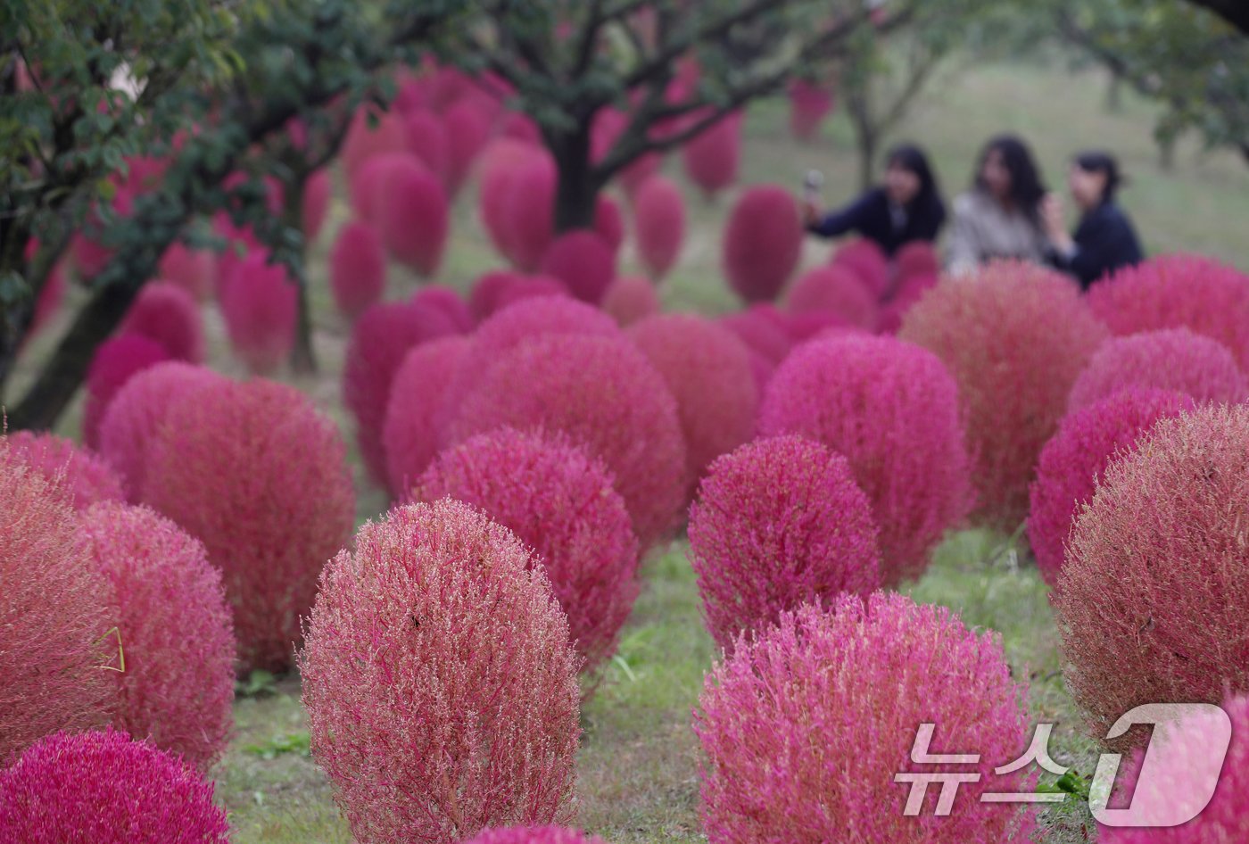 본문 이미지 - 완연한 가을 날씨를 보인 11일 오전 경기 용인시 처인구 에버랜드 하늘정원길에 가을을 맞아 코키아(댑싸리)가 붉게 물들어 있다. 2024.10.11/뉴스1 ⓒ News1 김영운 기자