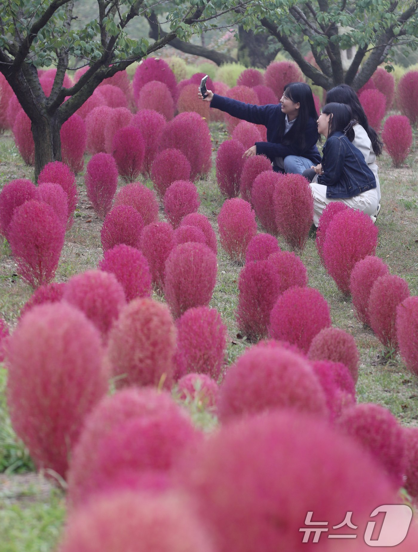 본문 이미지 - 완연한 가을 날씨를 보인 11일 오전 경기 용인시 처인구 에버랜드 하늘정원길에 가을을 맞아 코키아(댑싸리)가 붉게 물들어 있다. 2024.10.11/뉴스1 ⓒ News1 김영운 기자
