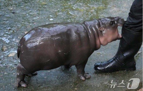 본문 이미지 - 무뎅이 사육사와 장난치고 있는 모습 - 틱톡 갈무리 