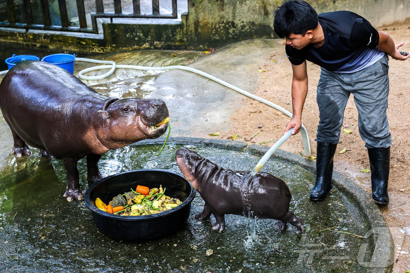 본문 이미지 - 사육사가 피그미 하마 무뎅과 그 어미를 보살피고 있다. ⓒ 로이터=뉴스1 ⓒ News1 박형기 기자