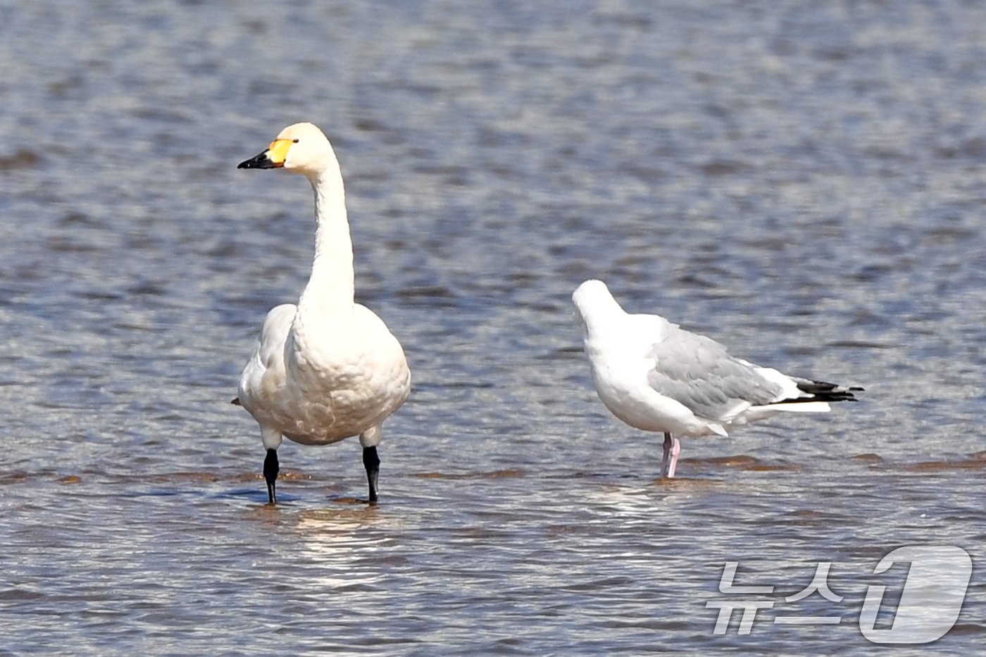 본문 이미지 - 12일 천연기념물 201-1호인 고니 한마리가 경북 포항시 남구 연일읍 형산강을 찾아왔다. 기러기 목 오리과인 고니는 큰고니와 달리 몸집이 작고 기부에만 노란색이 있는 것이 특징이며 매년 국내에서 월동하는 큰고니에 비해 보기 힘든 철새다. 2024.10.12/뉴스1 ⓒ News1 최창호 기자