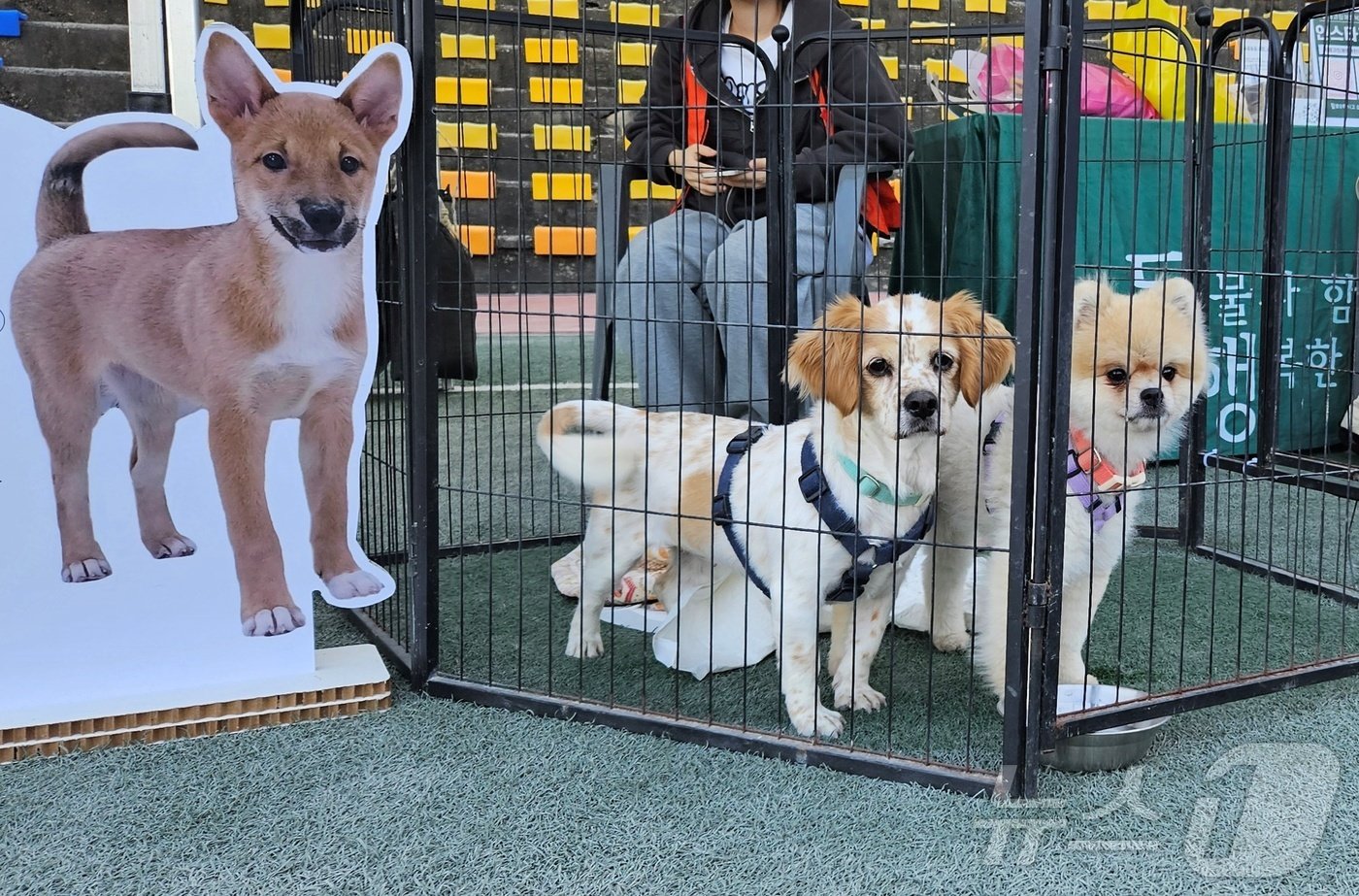 본문 이미지 - 12일 서울 동국대학교에서 열린 '2024 중구 해피투개더 반려견 축제'에서 유기견 입양 홍보가 진행되고 있다. ⓒ 뉴스1 최서윤 기자