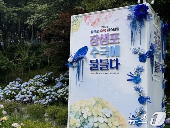 본문 이미지 - 장생포 수국 페스티벌. 2024.06.06/ News1 김세은 기자