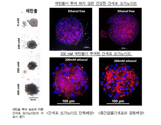 농촌진흥청, 돼지 미니 장기로 알코올성 지방간 손상 모형 구축