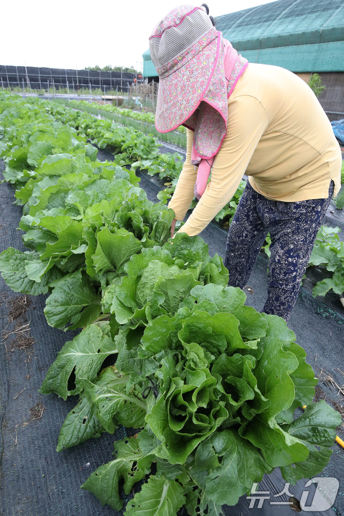 (영천=뉴스1) 공정식 기자 = 가을비 소식이 전해진 14일 오전 경북 영천시 금호읍 한 농가 텃밭에서 농민이 김치를 담그기 위해 심어둔 배추의 잎이 크게 자라자 속이 알차게 묶어 …