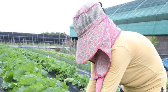 김치 귀해진 농가, 배추 자급자족