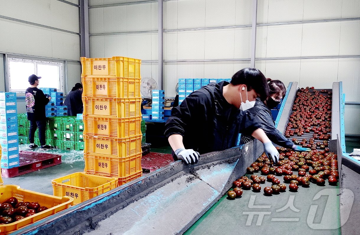 본문 이미지 - 강원 화천에서 생산된 흑토마 출하 현장.(화천군 제공)