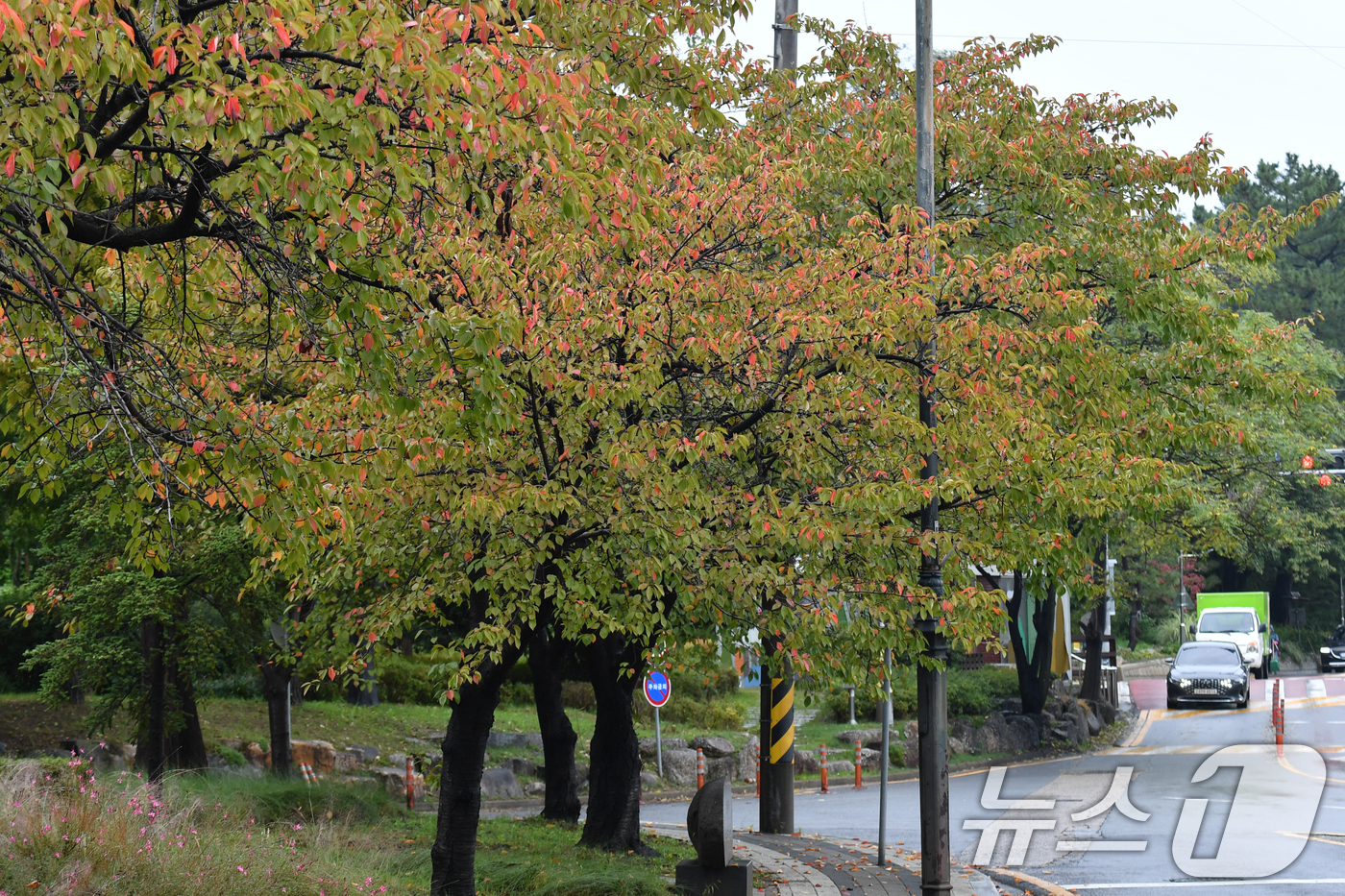 (포항=뉴스1) 최창호 기자 = 15일 오전 경북 포항시 남구 대잠동 철길 숲에 있는 가로수들이 가을 옷으로 갈아입고 있다. 2024.10.15/뉴스1