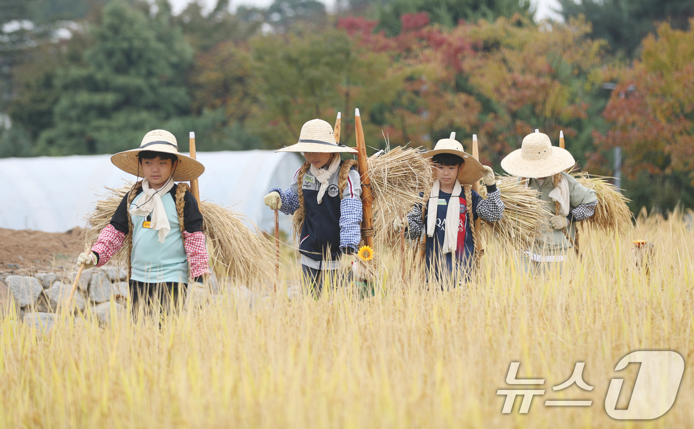 (수원=뉴스1) 김영운 기자 = 15일 경기 수원시 권선구 국립농업박물관에서 열린 벼베기 체험행사에서 아이들이 지게를 이용해 벼를 나르고 있다. 2024.10.15/뉴스1