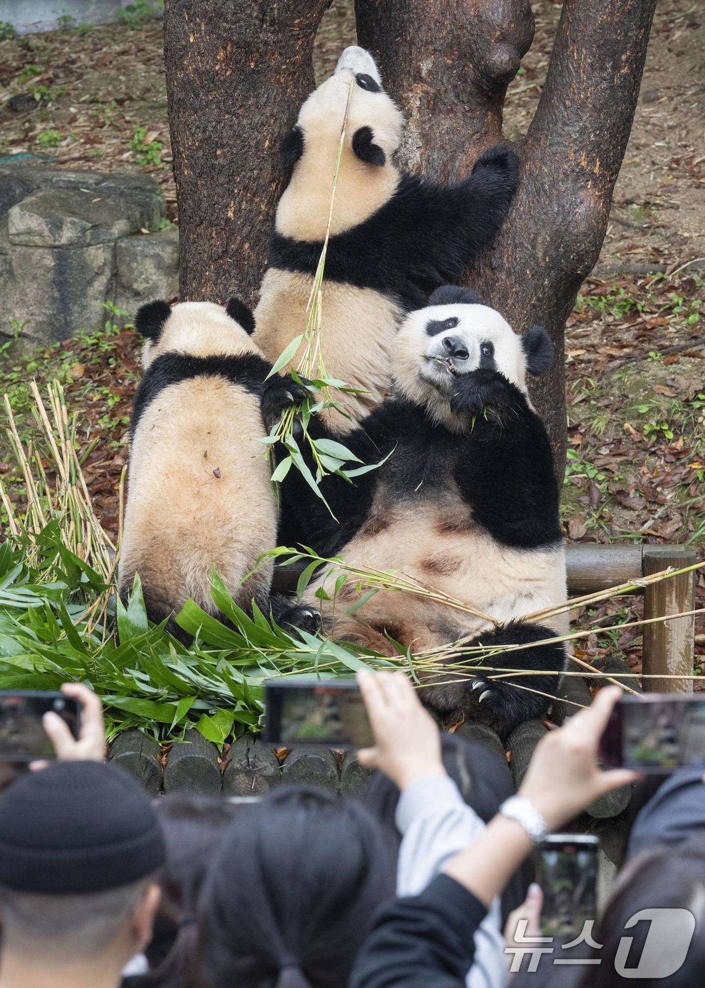 자이언트 판다 푸바오의 쌍둥이 동생 루이바오와 후이바오가 처음으로 일반에 공개됐다. 15일 에버랜드는 푸바오의 동생인 쌍둥이 아기 판다 루이바오·후이바오가 야외에서 가을 날씨를 만끽하고 있는 모습이 처음으로 일반에 공개됐다고 밝혔다.  &#40;에버랜드 제공&#41; 2024.10.15/뉴스 ⓒ News1 박지혜 기자