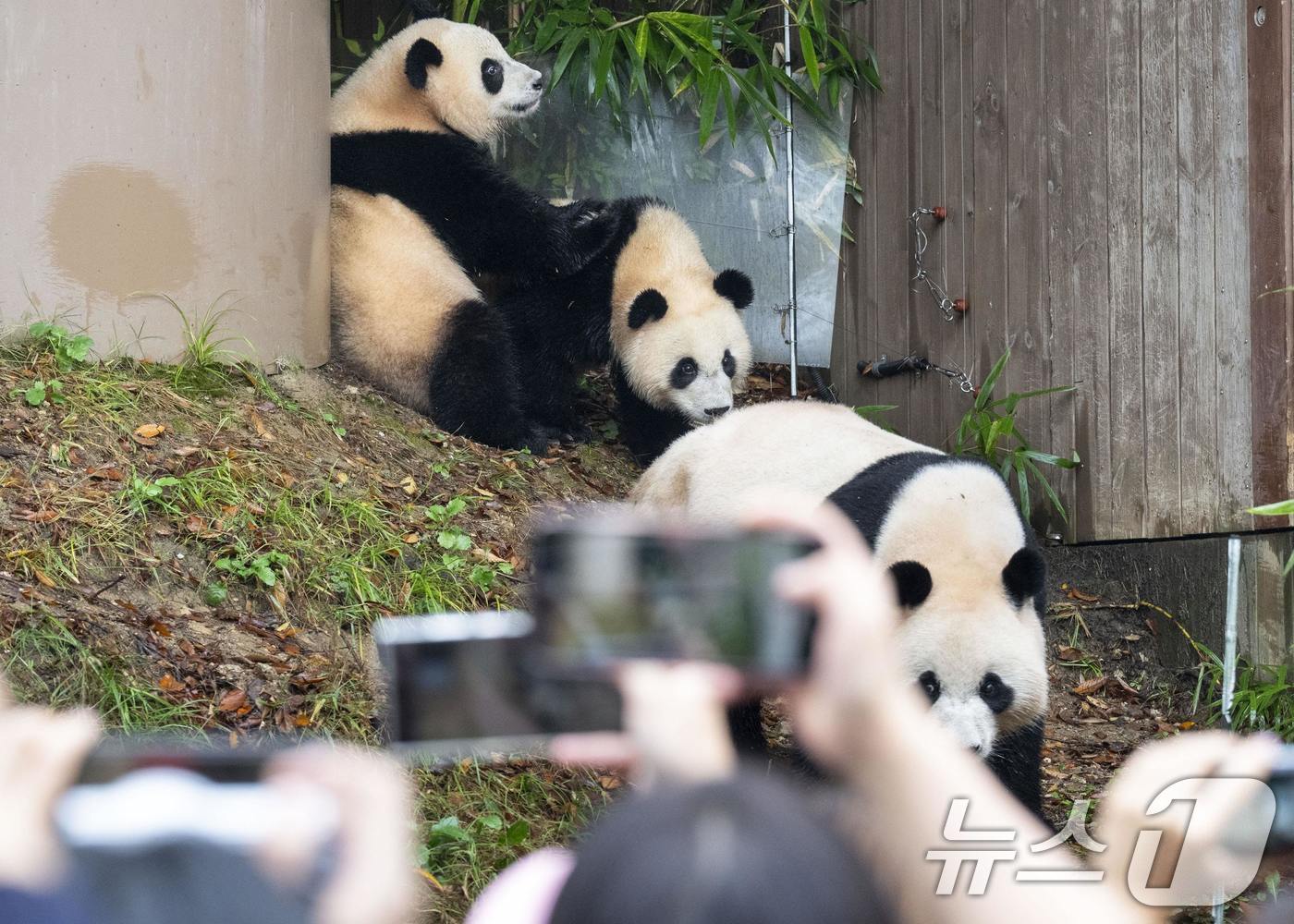 본문 이미지 - 자이언트 판다 푸바오의 쌍둥이 동생 루이바오와 후이바오가 처음으로 일반에 공개됐다.. (에버랜드 제공) 2024.10.15/뉴스 ⓒ News1 박지혜 기자