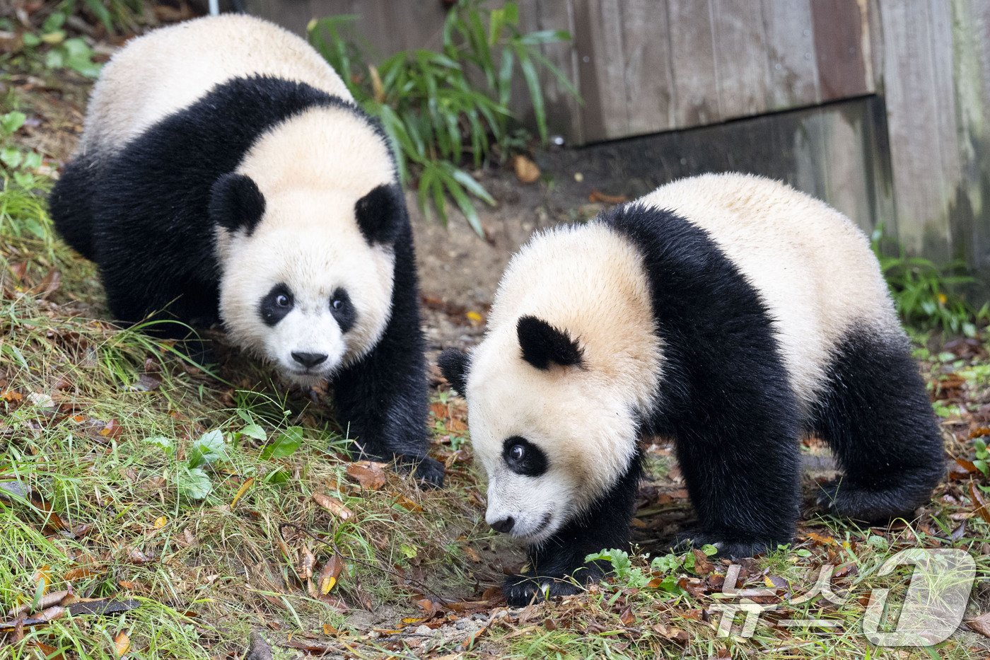 본문 이미지 - 자이언트 판다 푸바오의 쌍둥이 동생 루이바오와 후이바오가 처음으로 일반에 공개됐다. (에버랜드 제공) 2024.10.15/뉴스 ⓒ News1 박지혜 기자