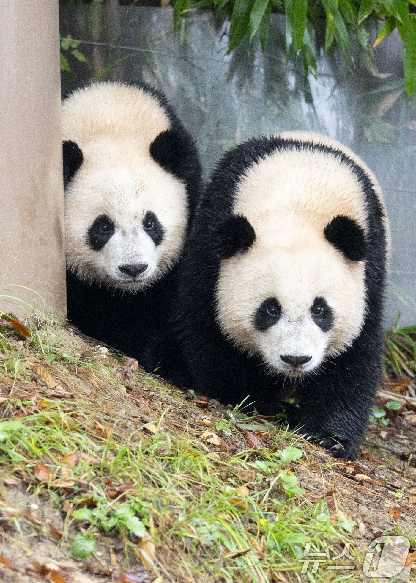 본문 이미지 - 자이언트 판다 푸바오의 쌍둥이 동생 루이바오와 후이바오가 처음으로 일반에 공개됐다. 15일 에버랜드는 푸바오의 동생인 쌍둥이 아기 판다 루이바오·후이바오가 야외에서 가을 날씨를 만끽하고 있는 모습이 처음으로 일반에 공개됐다고 밝혔다.  (에버랜드 제공) 2024.10.15/뉴스 ⓒ News1 박지혜 기자