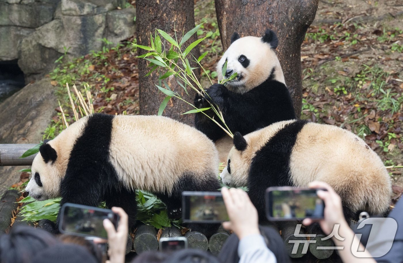 본문 이미지 - 자이언트 판다 푸바오의 쌍둥이 동생 루이바오와 후이바오가 처음으로 일반에 공개됐다. 15일 에버랜드는 푸바오의 동생인 쌍둥이 아기 판다 루이바오·후이바오가 야외에서 가을 날씨를 만끽하고 있는 모습이 처음으로 일반에 공개됐다고 밝혔다. (에버랜드 제공) 2024.10.15/뉴스 ⓒ News1 박지혜 기자