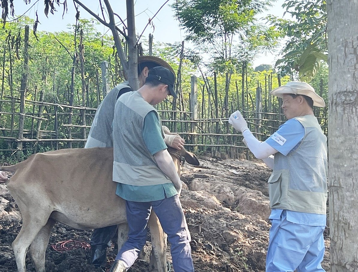 본문 이미지 - 국경없는수의사회 회원들이 라오스 축산 농가를 방문해 봉사활동하는 모습 (국경없는수의사회 제공) ⓒ 뉴스1