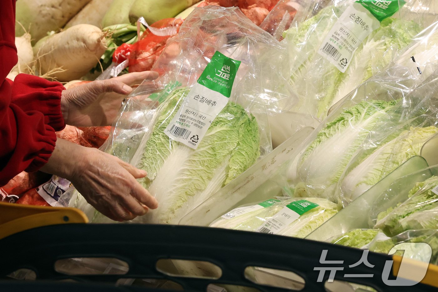 본문 이미지 - 16일 서울 시내 한 대형마트에서 고객이 배추를 고르고 있다. 2024.10.16/뉴스1 ⓒ News1 이동해 기자