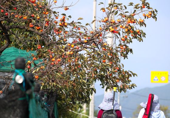 전국 최대 100㎜ 가을비, 주말까지 뿌린다… 낮기온도 뚝 [내일날씨]