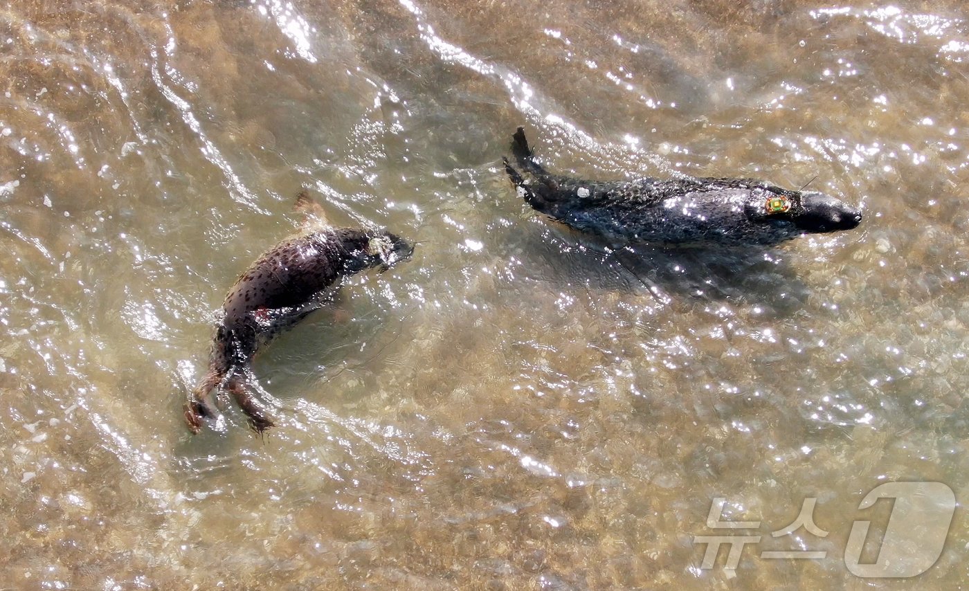 본문 이미지 - 16일 가로림만에 방류된 점박이물범 ‘봄이’와 ‘양양’이가 헤엄치고 있다. (충남도 제공)/뉴스1