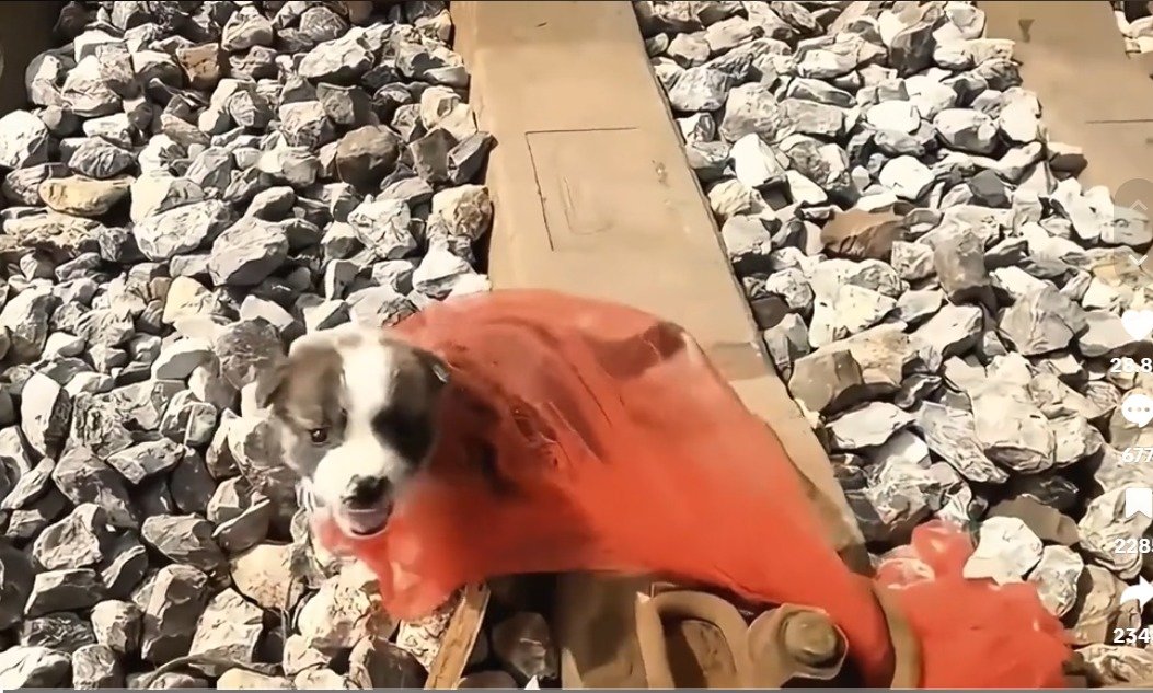 본문 이미지 - 기찻길에 버려진 강아지가 구조되는 영상의 한 장면(소셜미디어동물학대방지연합 제공) ⓒ 뉴스1