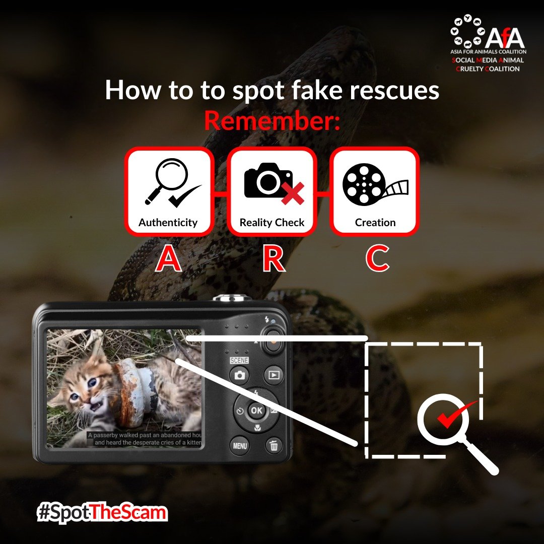 본문 이미지 - 소셜미디어동물학대방지연합은 실제와 가짜 구조 영상을 판단하는 3가지 지표를 제안한다. (소셜미디어동물학대방지연합 제공) ⓒ 뉴스1