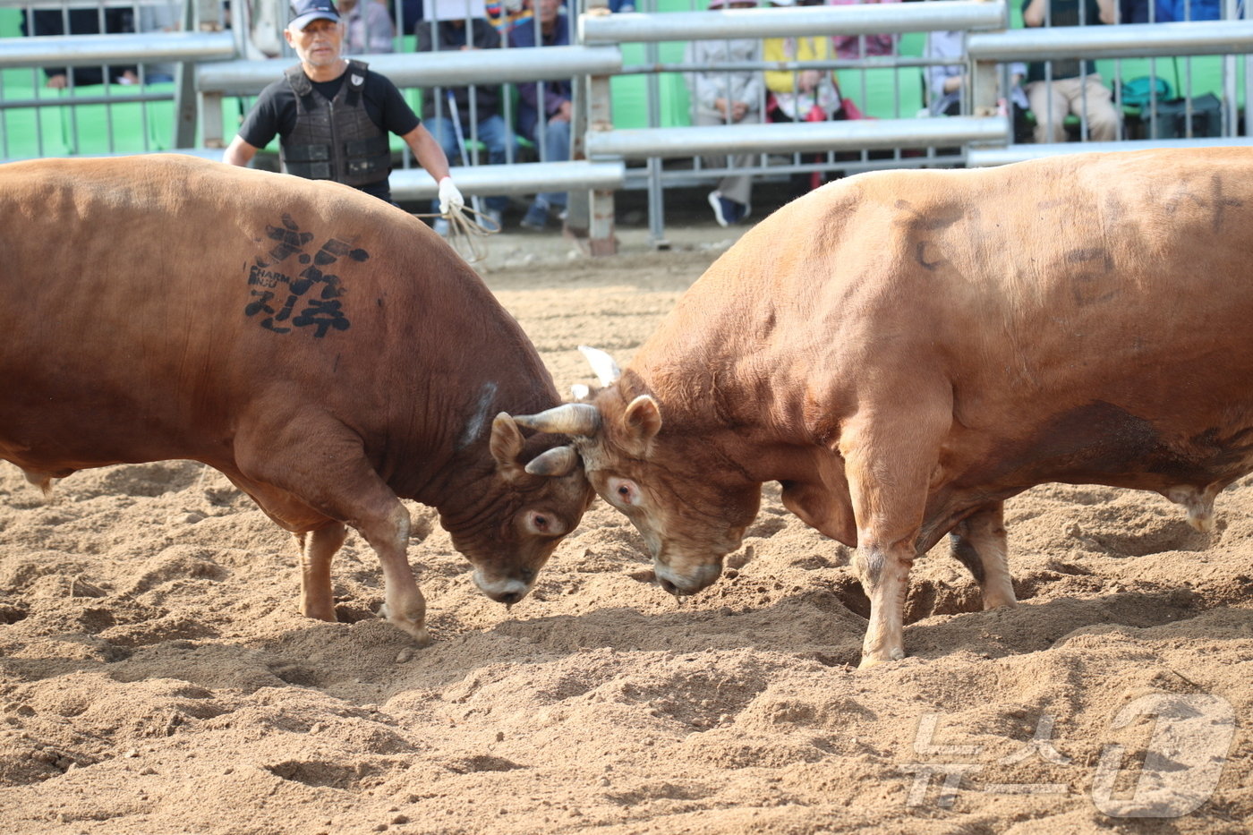 보은대추 축제장 인근에서 전국 민속 소 힘겨루기 대회가 열리고 있다. /뉴스1